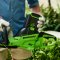 Greenworks เครื่องเล็มพุ่มไม้แบตเตอรี่ 60V (เฉพาะตัวเครื่อง)