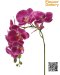 Phalaenopsis Orchids