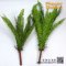 Tuber Sword Fern, Sword Fern