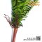 Tuber Sword Fern, Sword Fern