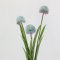 Allium Flower