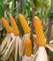 Hybrid Maize C.P. 201