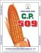 Hybrid Maize C.P. 509