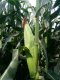 Hybrid Maize C.P. 555