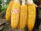 Hybrid Maize C.P. 808