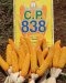 Hybrid Maize C.P. 838