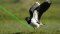 Laser Bird Repeller Light
