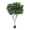 Ficus Lyrata XL Tree Deluxe - H 300 cm.
