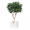 Ficus Lyrata XL Tree Deluxe - H 300 cm.