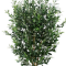 Olivie Tree - H 155 cm