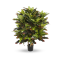 Croton Deluxe - H 90 cm.