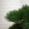 Pinus Bonsai Tree Deluxe on base - H 85 cm.