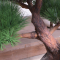 Pinus Bonsai Tree Deluxe on base - H 85 cm.