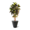 Croton Deluxe - H 120 cm.