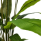 BIRD OF PARADISE - H 195 cm.