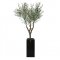 OLIVE TREE - H 244 CM