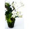 Soiled mini orchid bonsai - H 46 cm.