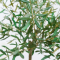 OLIVE TREE - H 244 CM