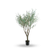 OLIVE TREE - H 244 CM