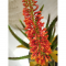 flowered Aloe H - 143 cm.