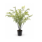 MAIDEN HAIR IN PLASTIC POT - H 123 cm.