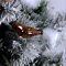Brown Christmas Bird Glass Baubles Set | H 3.5 cm