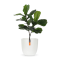 WFL 936 Egg planter - White