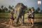 エレファントジャングルサンクチュアリー ELEPHANT JUNGLE SANCTUARY
