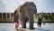 エレファントジャングルサンクチュアリー ELEPHANT JUNGLE SANCTUARY