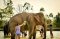 エレファントジャングルサンクチュアリー ELEPHANT JUNGLE SANCTUARY