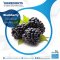 Rubus fruticosus Fruit Extract