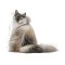 ROYAL CANIN FCN HAIR&SKIN