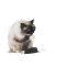 ROYAL CANIN FCN INTENSE HAIRBALL