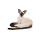 ROYAL CANIN FBN SIAMESE