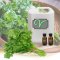 กลิ่นผักชี Coriander Herb Flavor