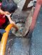 สุมาตร บริการสูบสิ่งปฏิกูล (สูบส้วม)
