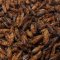 DRIED CRICKET (ACHETA DOMESTICUS)