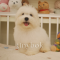 Coton de Tulear - Bambam