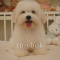 Coton de Tulear - Bambam