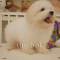 Coton de Tulear - Bambam