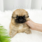 Pekingese - Romeo