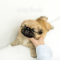 Pekingese - Romeo