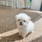 Bichon frise - Dori