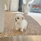 Bichon frise - Dori