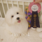 Coton de Tulear - Bombom