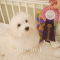 Coton de Tulear - Bombom