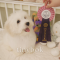 Coton de Tulear - Bombom