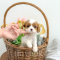 Cavalier King Charles Spaniel - Banana