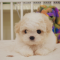 Bichon frise - Zoe