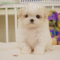 Bichon frise - Zoe